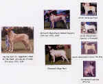 Buck photo pedigree.jpg (65060 bytes)